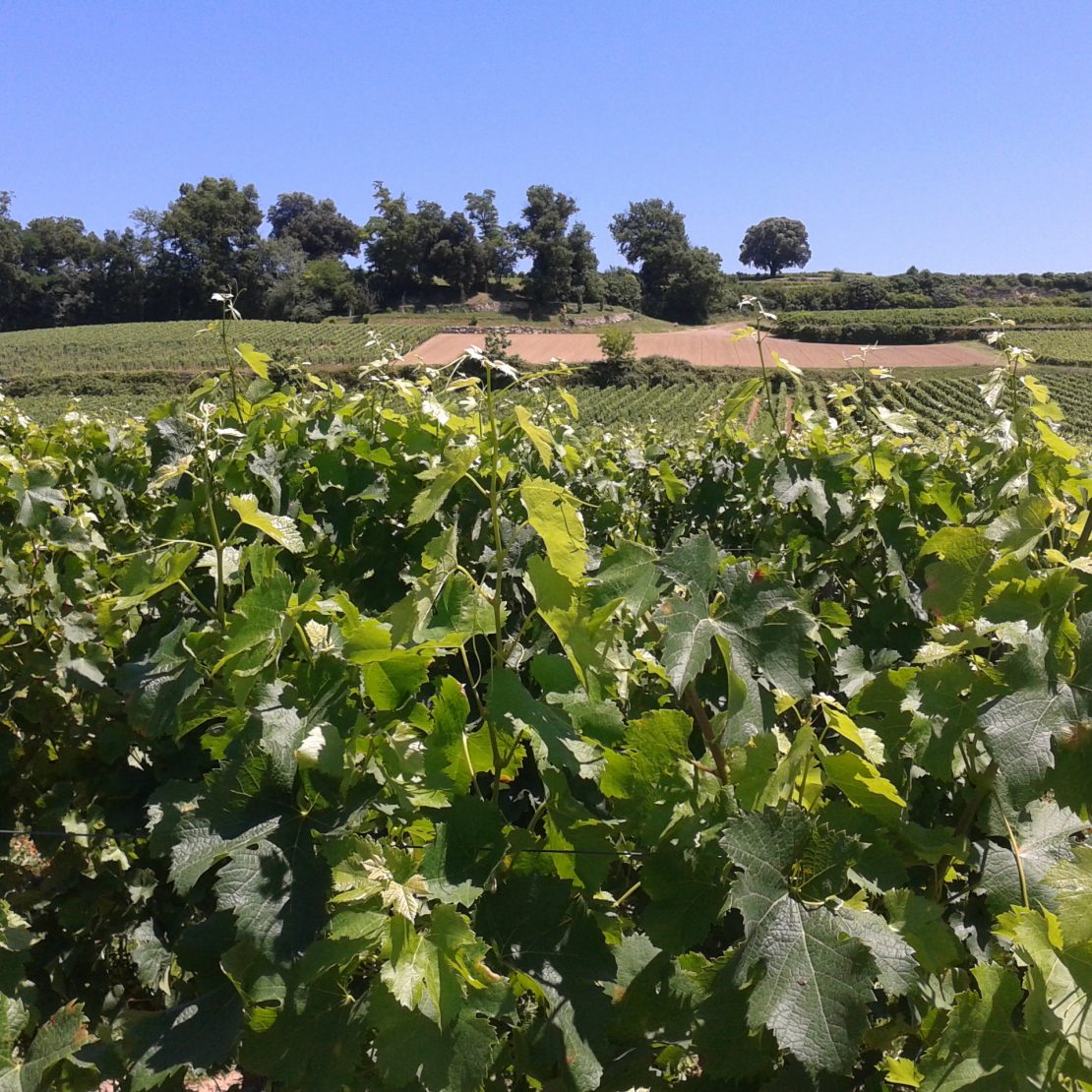 BordeauxSoYou-tarde-Wine Tour-vinedo Saint Emilion
