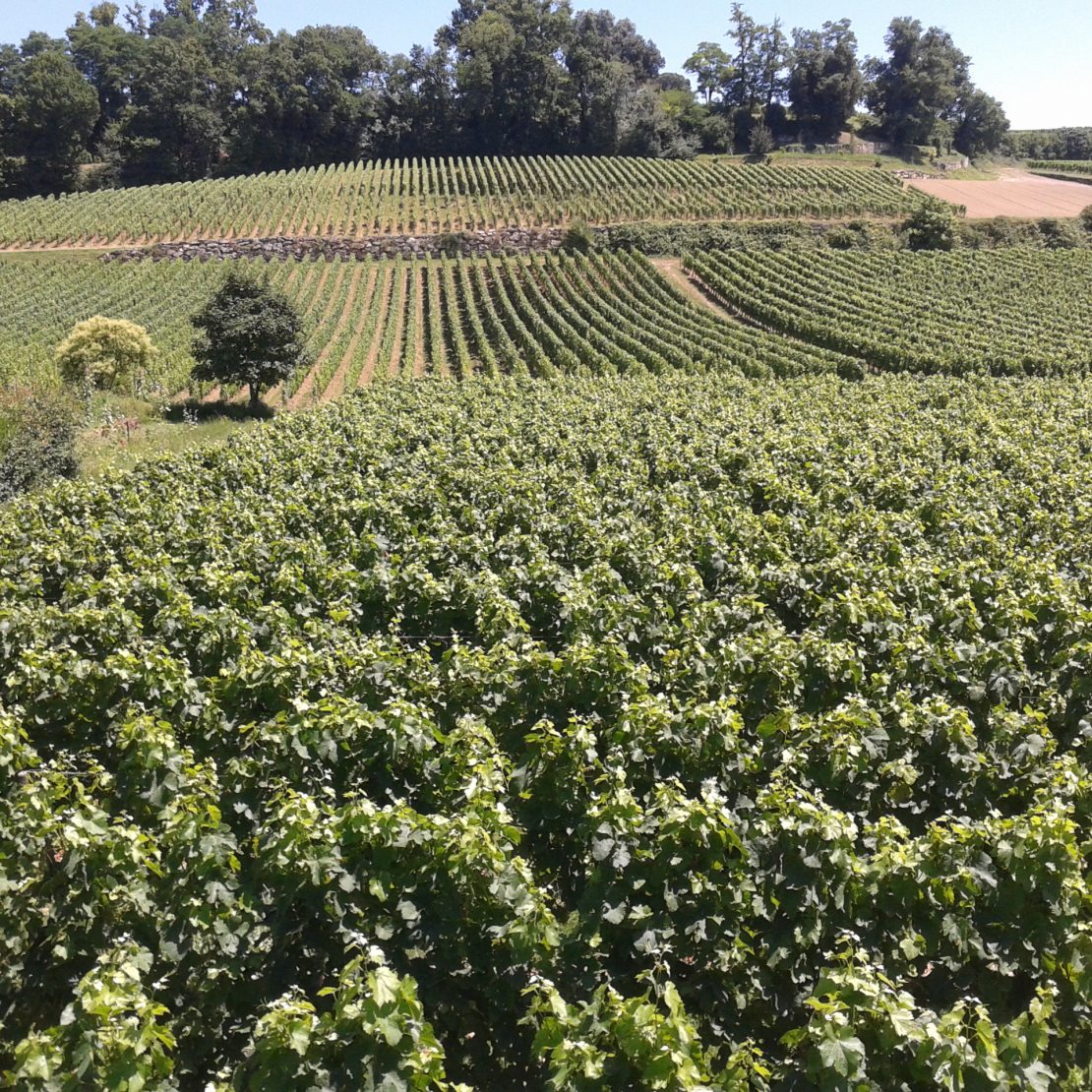 BordeauxSoYou-tarde-Wine Tour-vinedo Saint Emilion