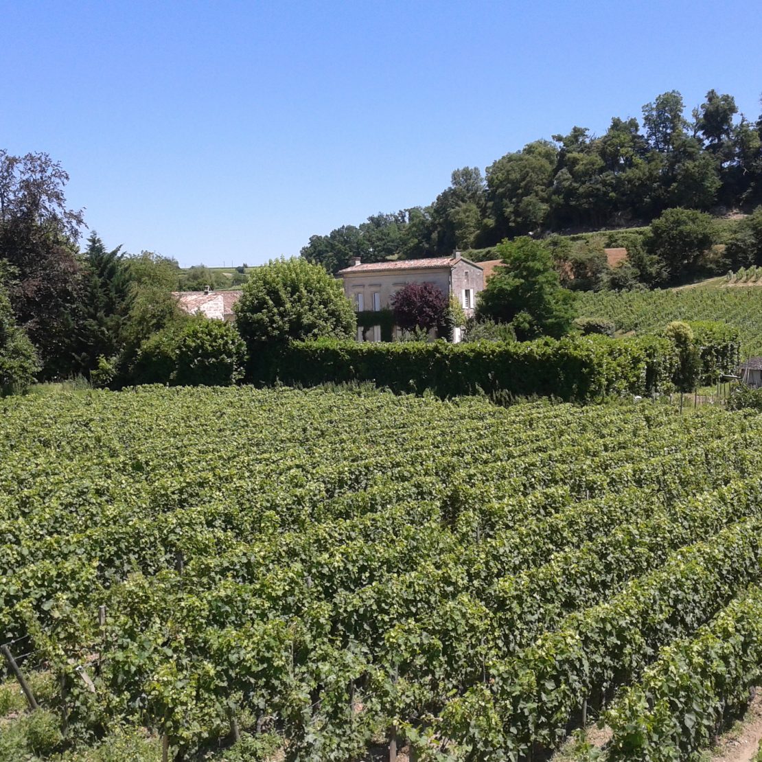 BordeauxSoYou-tarde-Wine Tour-vinedo Saint Emilion
