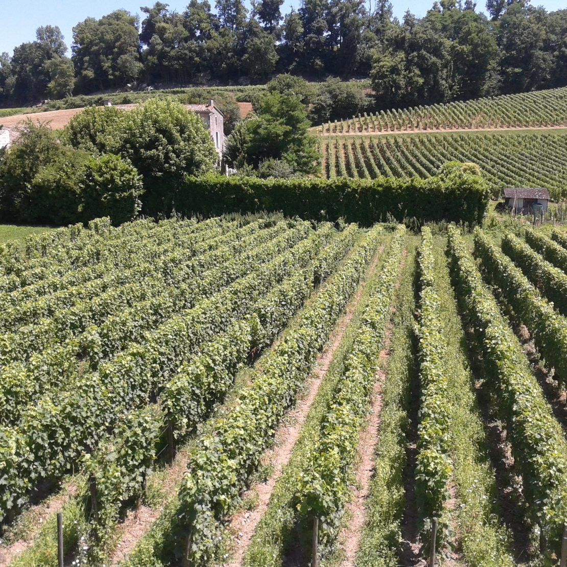 BordeauxSoYou-tarde-Wine Tour-vinedo Saint Emilion