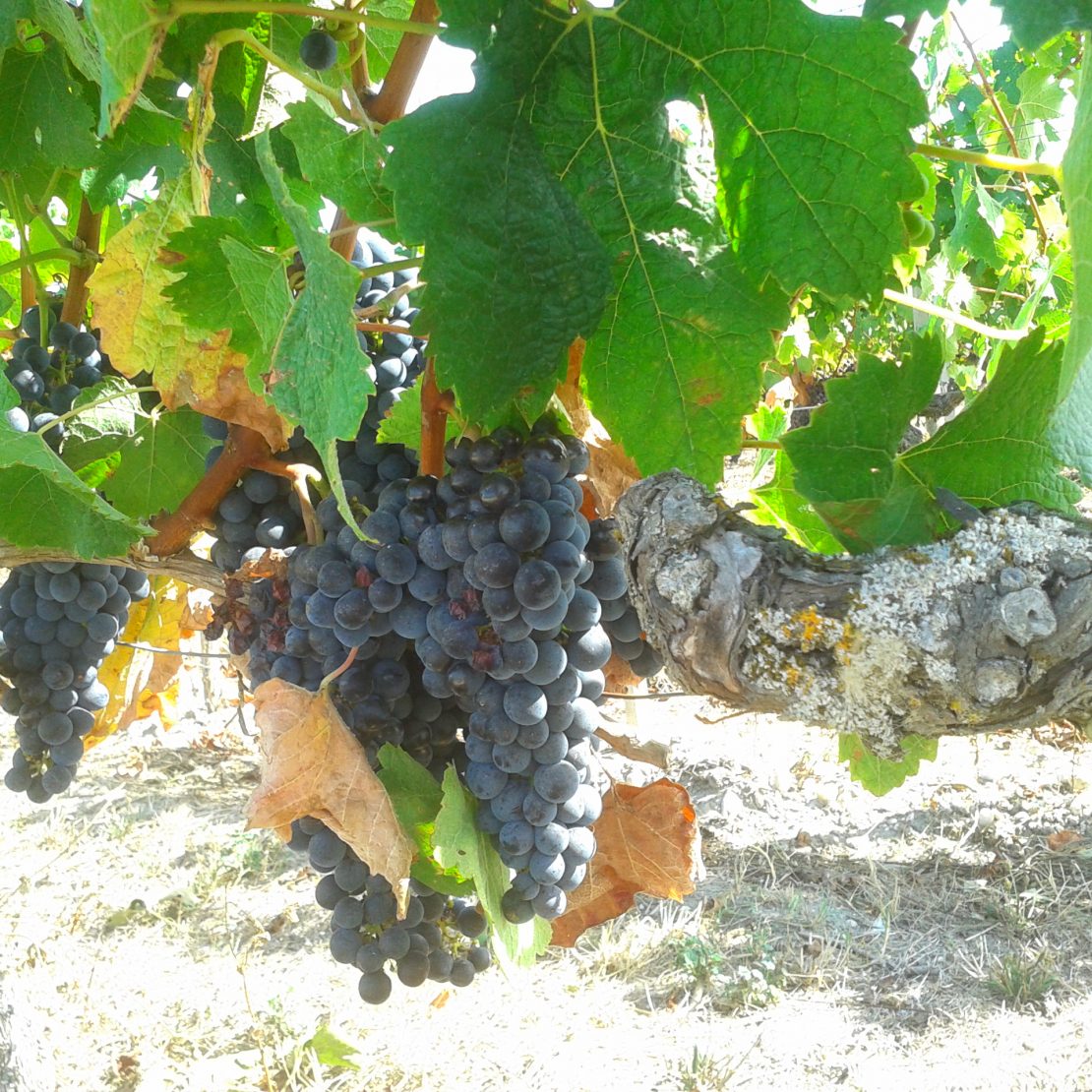 BordeauxSoYou-tarde-Wine Tour-vinedo Saint Emilion