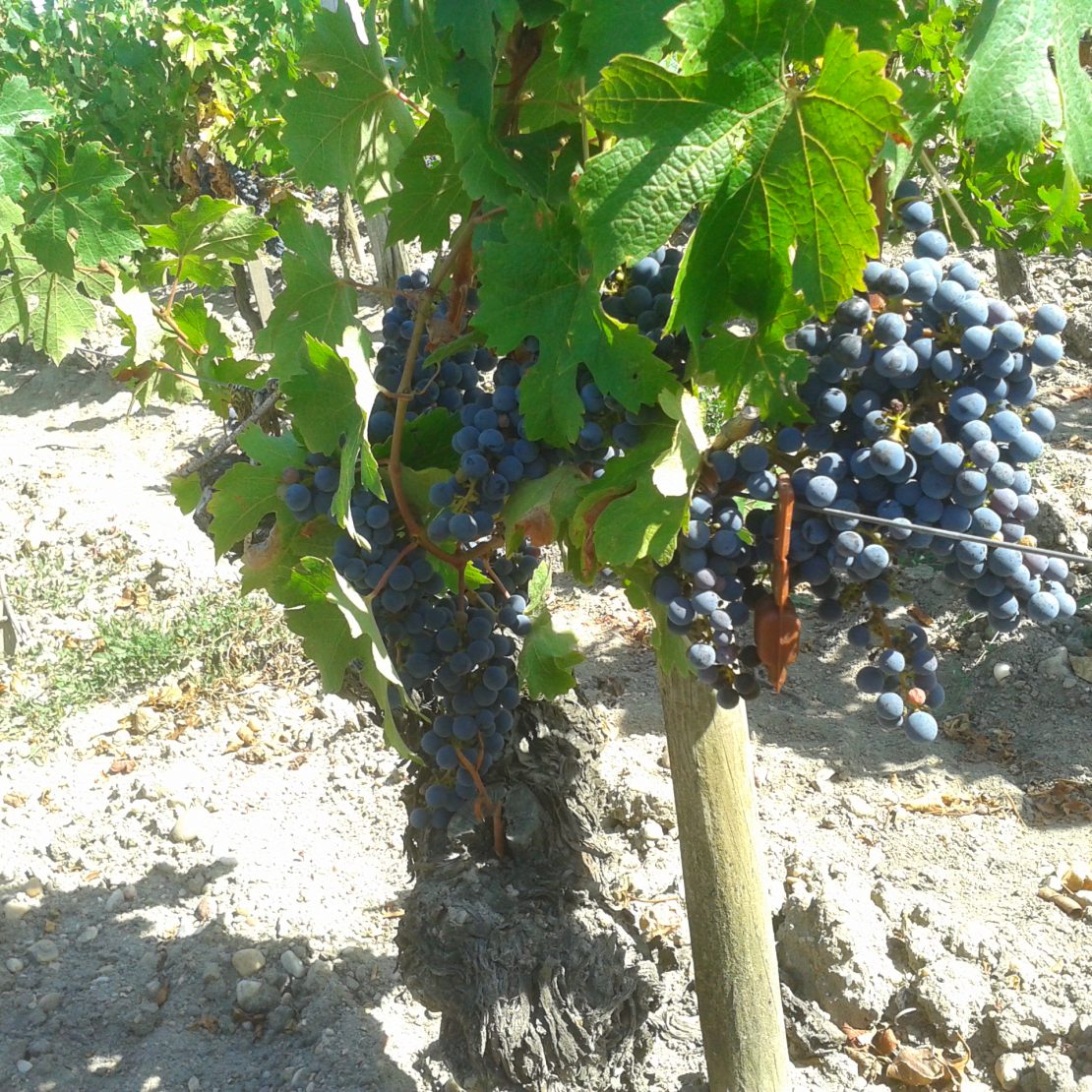 BordeauxSoYou-tarde-Wine Tour-vinedo Saint Emilion