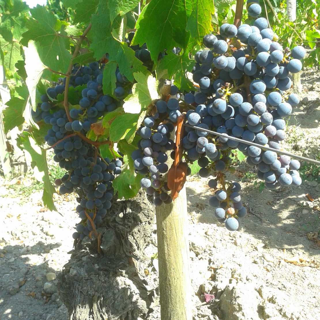 BordeauxSoYou-tarde-Wine Tour-vinedo Saint Emilion