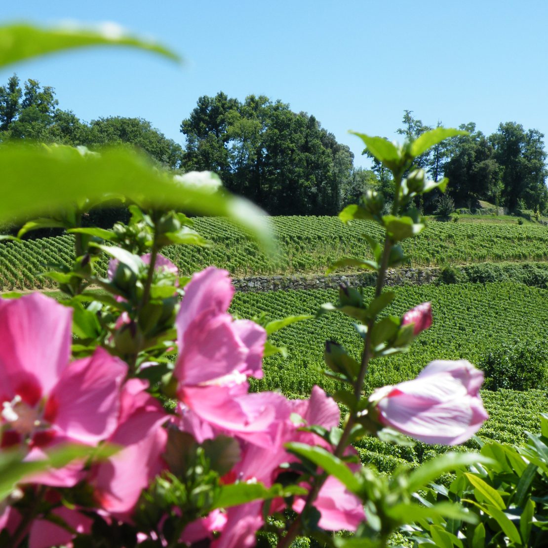 BordeauxSoYou-tarde-Wine Tour-vinedo Saint Emilion